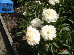 pivoine_20211127_1175374660